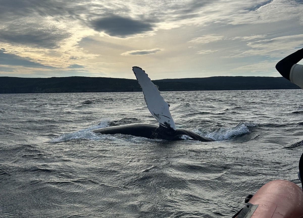 Financing Whale Conservation: A Framework for Mitigating Vessel Strikes